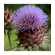 Herboristerie De Paris Cardon Cynara Artichaut 100gr produit alimentaire pour préparation de tisanes Les Copines Bio