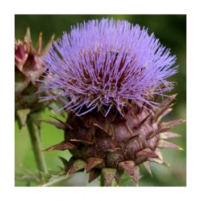 Herboristerie De Paris Cardon Cynara Artichaut 100gr produit alimentaire pour préparation de tisanes Les Copines Bio